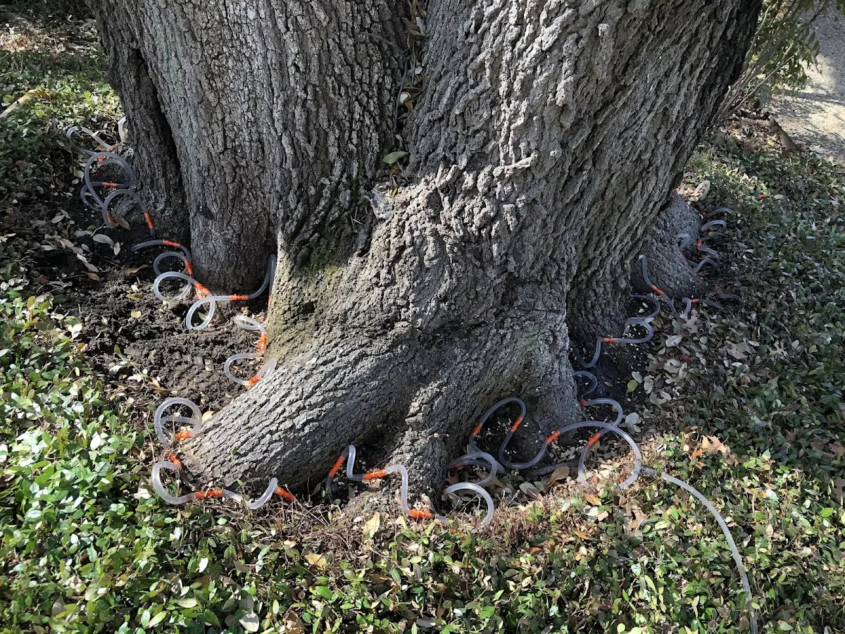 Detailed Tree Cabling and Bracing job site in Manchester Center